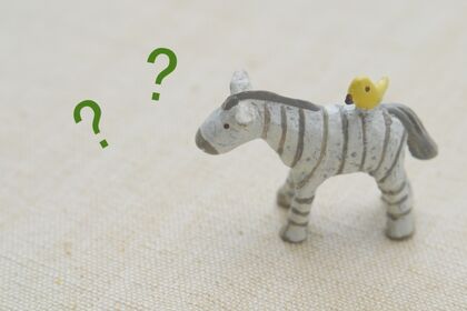 シマウマ